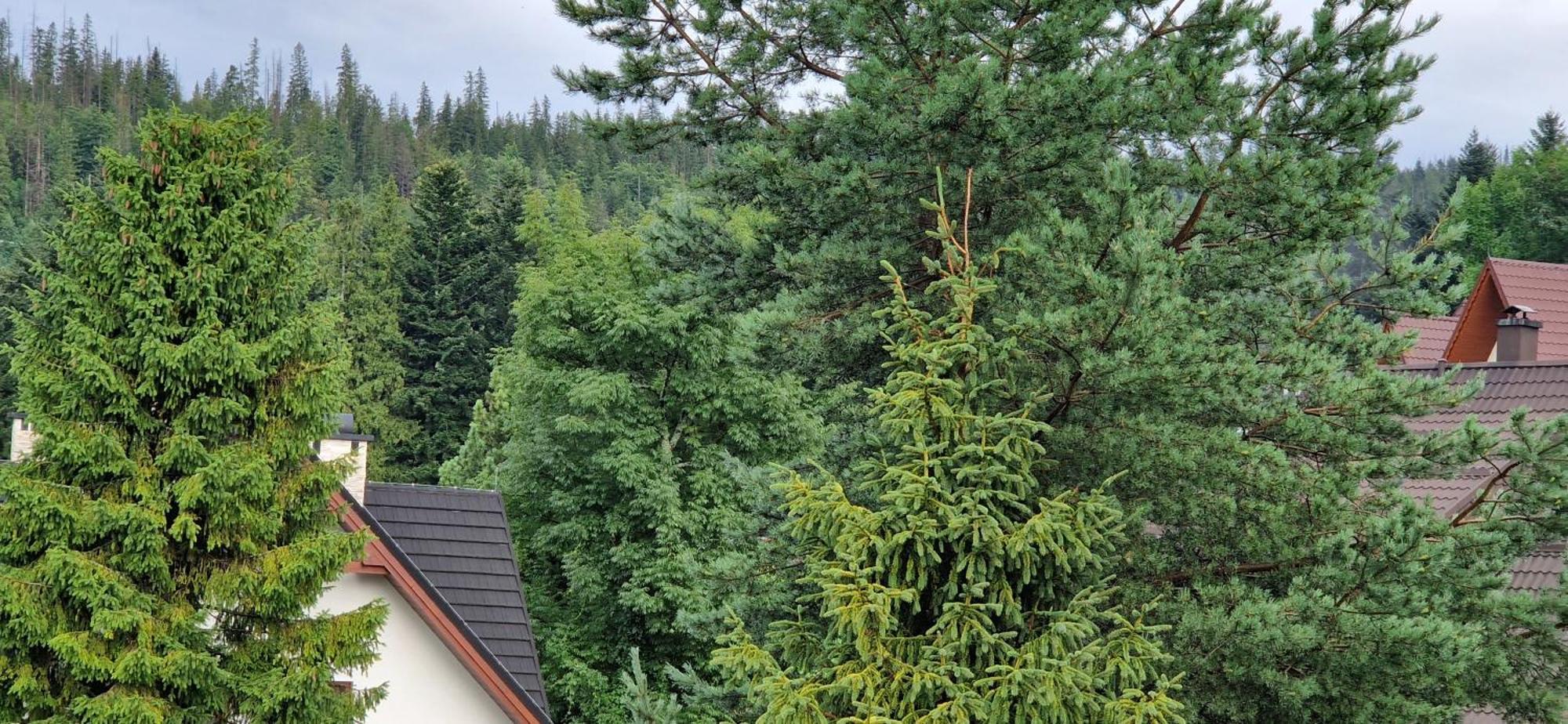 Apartamenty Pod Limba Zakopane Dış mekan fotoğraf